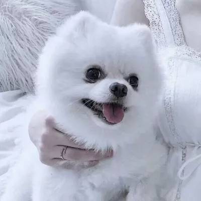 奇异果体育下载手机版