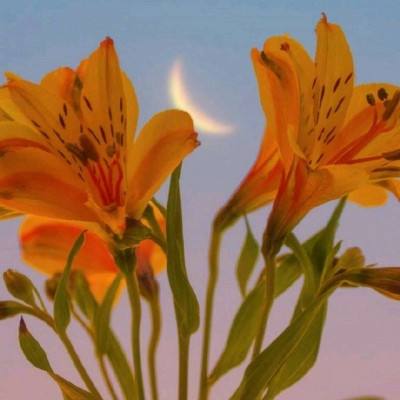 彩信平台官网手机app下载